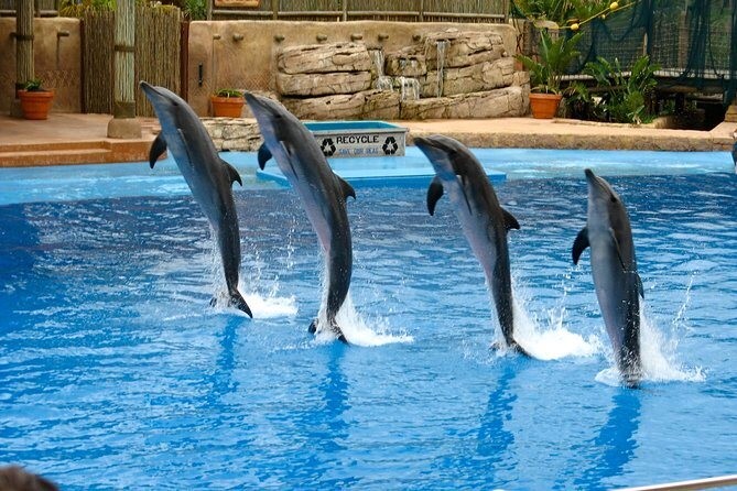 Dolphin show in Hurghada
