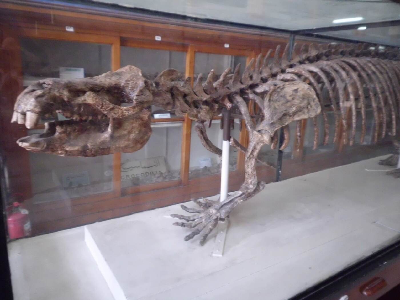 Egyptian Geological Museum