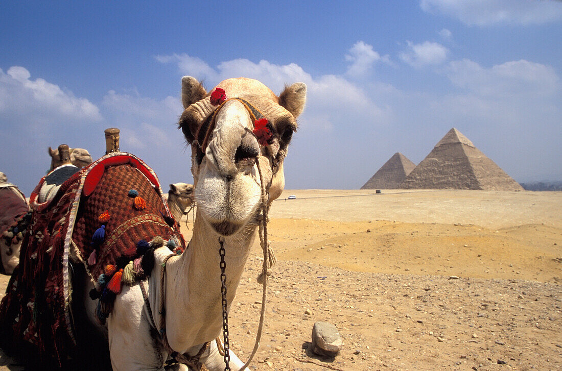 Luxury Nile Cruise and Cairo Tour