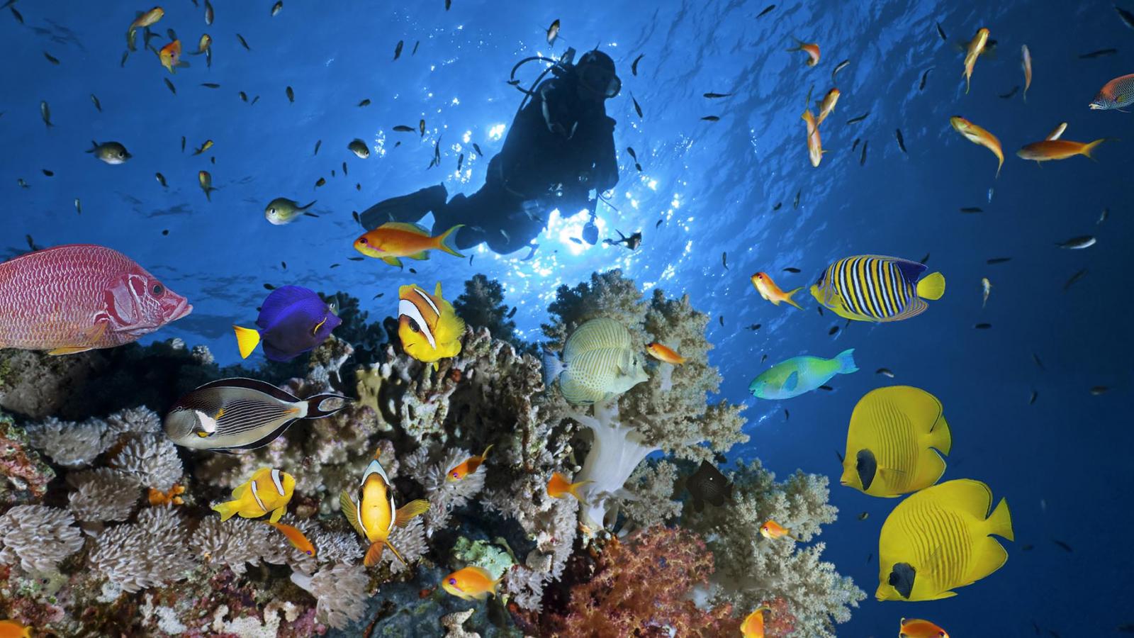 Cairo and Sharm El Sheikh Tour 7 Days 6 Nights