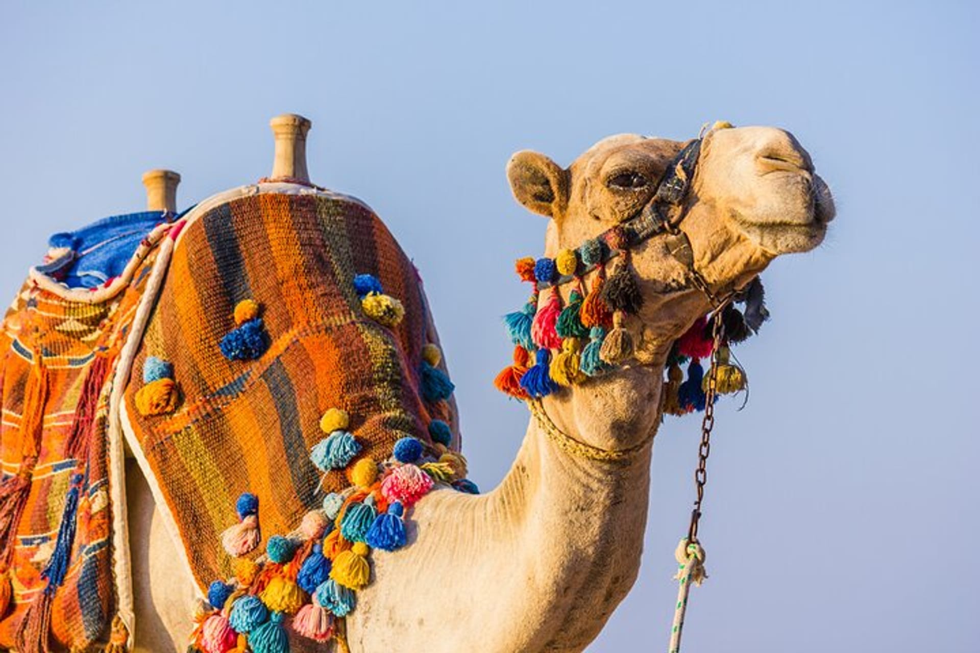 Luxury Nile Cruise and Cairo Tour